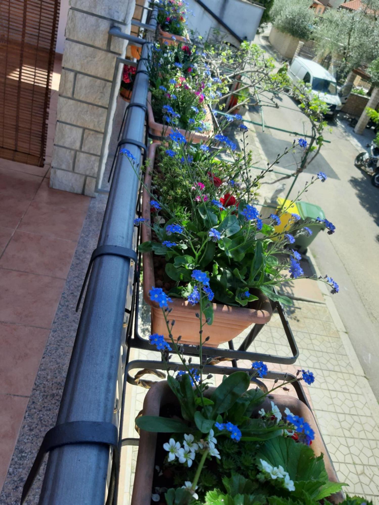 Adria Vrsar Apartment Bagian luar foto